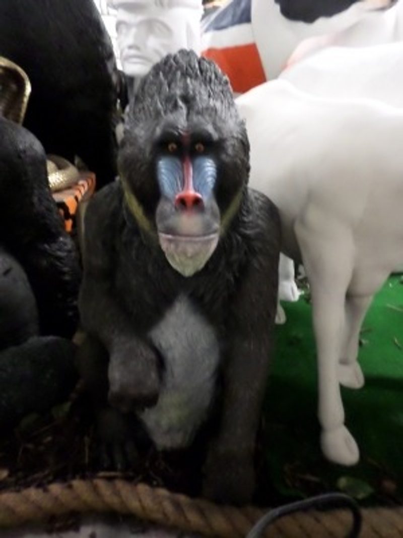 Mandrill Monkeys